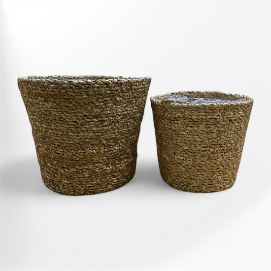 MACETERO SEAGRASS