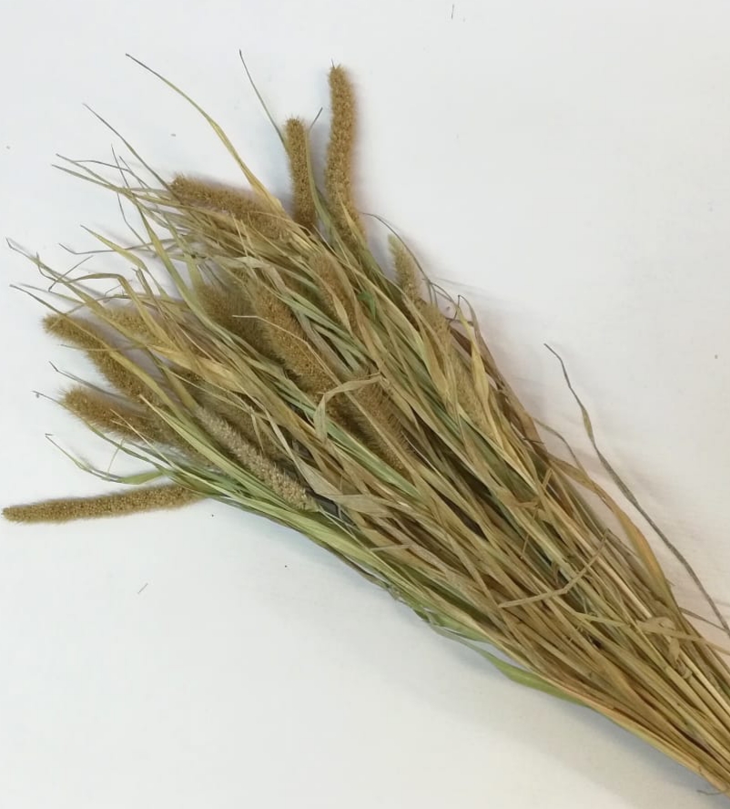 SETARIA O COLA DE ZORRO