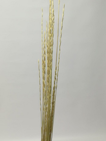 RYE GRASS